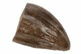 Dimetrodon Tooth - Texas Red Beds #208341-1